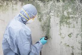 Best Attic Mold Removal  in Little Canada, MN